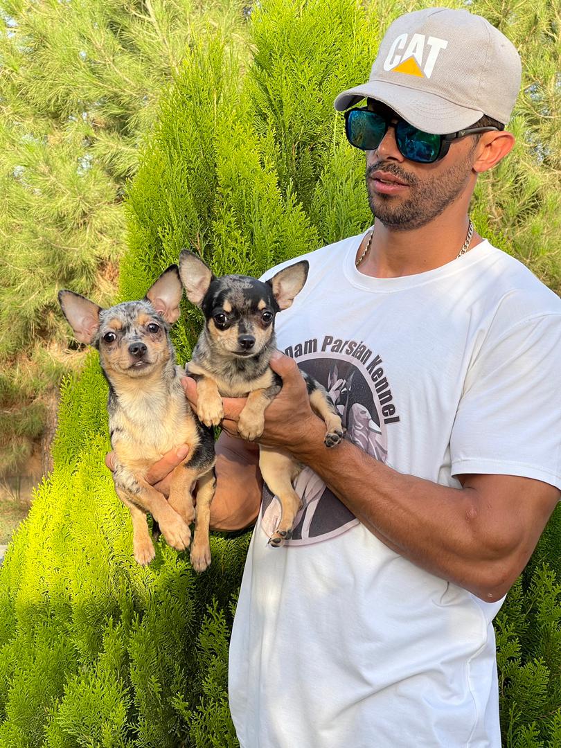 مولد نژاد چی واوا مرله